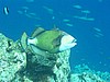 drP3051454.jpg