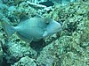 drP3153432.jpg