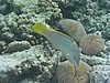 liP3143163.jpg