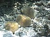 pfP1012990.jpg