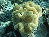 pfP3061546.jpg