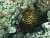 pfP3061666.jpg