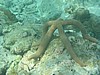 pfP3061673.jpg