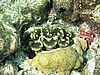 pfP3071827.jpg