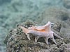 pfP3122571.jpg