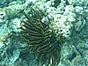 pfP3143233.jpg