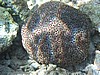 pfP3153357.jpg
