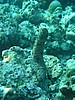 pfP3153441.jpg
