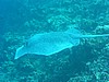 roP3143113.jpg