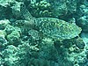 skP3102298.jpg