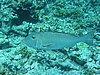 soP3071807.jpg