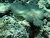 soP3081978.jpg
