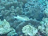 soP3133078.jpg