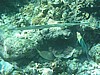 soP3153347.jpg