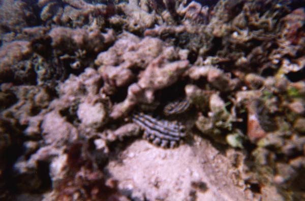 IHURU081.JPG