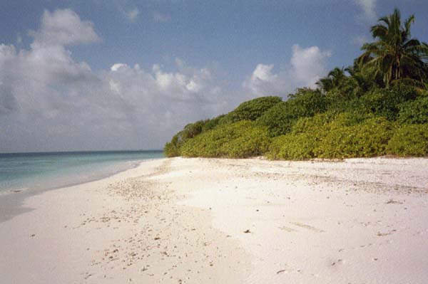 koman051.jpg