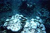 Mal63.jpg