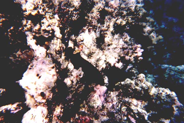 Maluw001.jpg