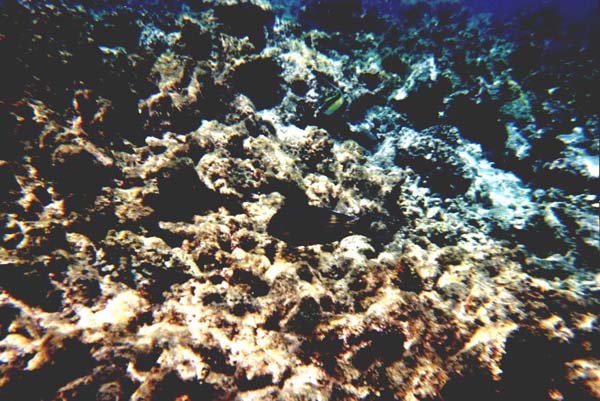 Maluw002.jpg