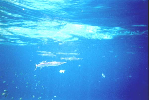 Maluw005.jpg