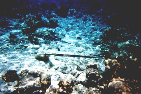 Maluw008.jpg