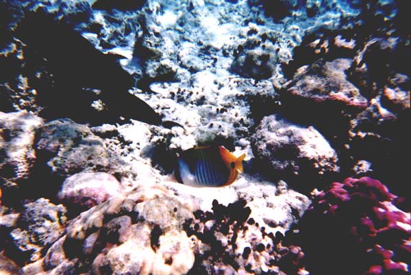 Maluw010.jpg
