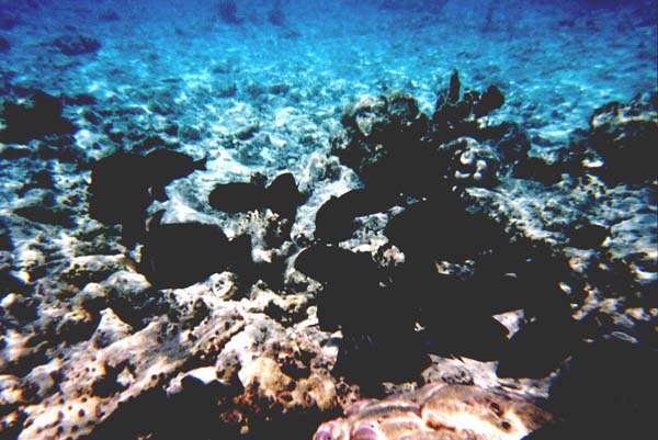 Maluw011.jpg
