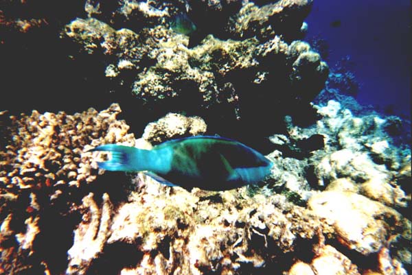 Maluw013.jpg