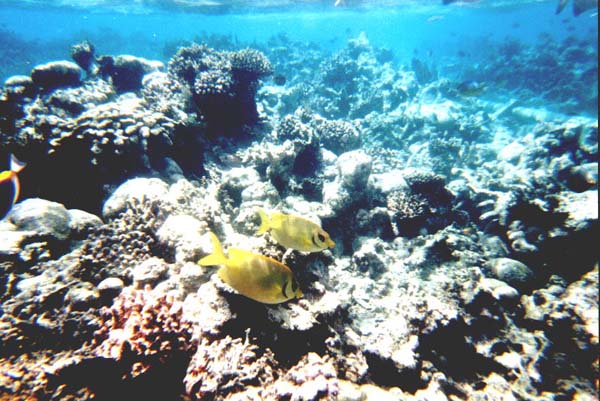 Maluw014.jpg