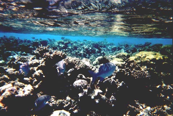 Maluw015.jpg