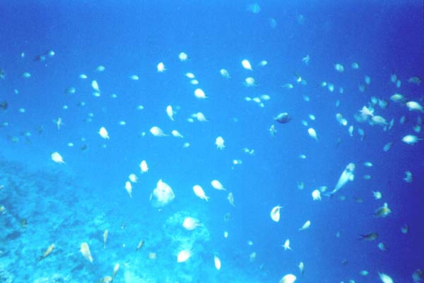 Maluw016.jpg