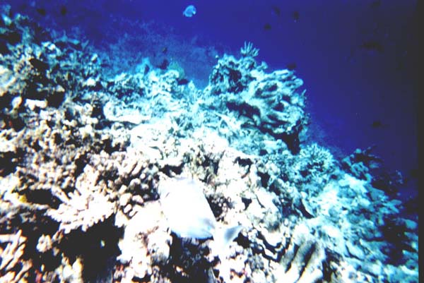 Maluw017.jpg