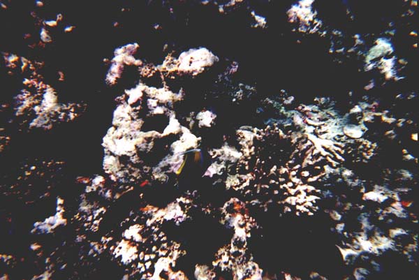 Maluw018.jpg