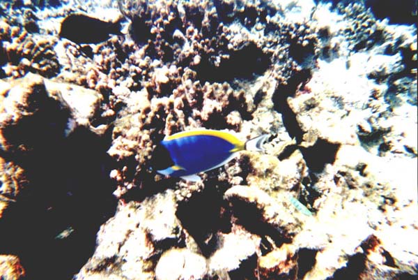 Maluw020.jpg