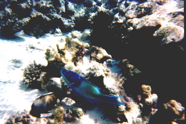 Maluw022.jpg