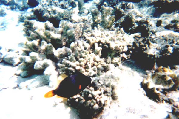 Maluw023.jpg