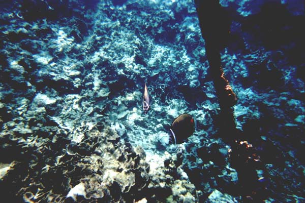 Maluw026.jpg