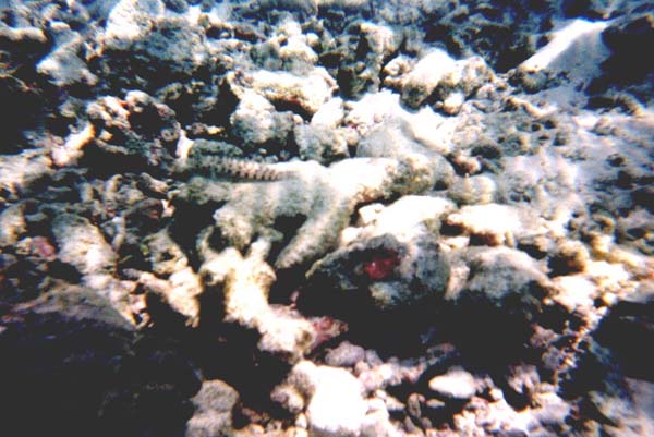 Maluw029.jpg