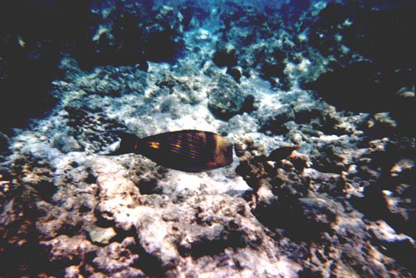 Maluw031.jpg