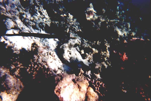 Maluw032.jpg