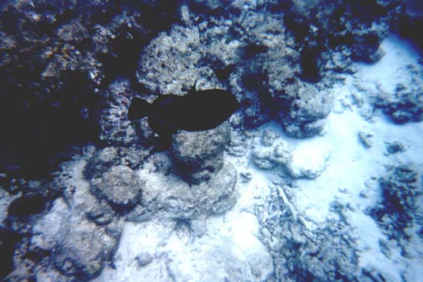 Maluw034.jpg