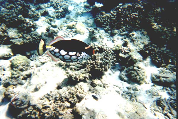 Maluw035.jpg