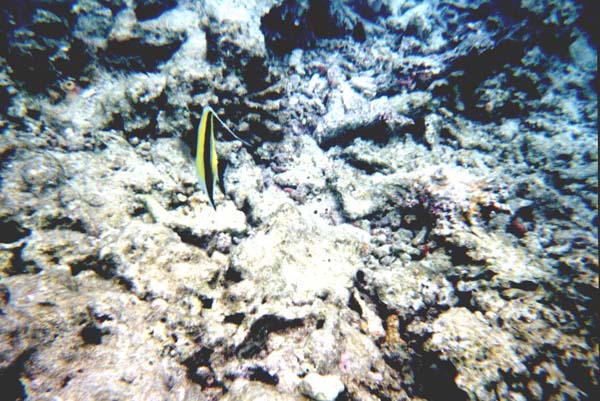 Maluw036.jpg