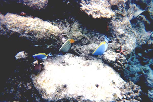 Maluw037.jpg
