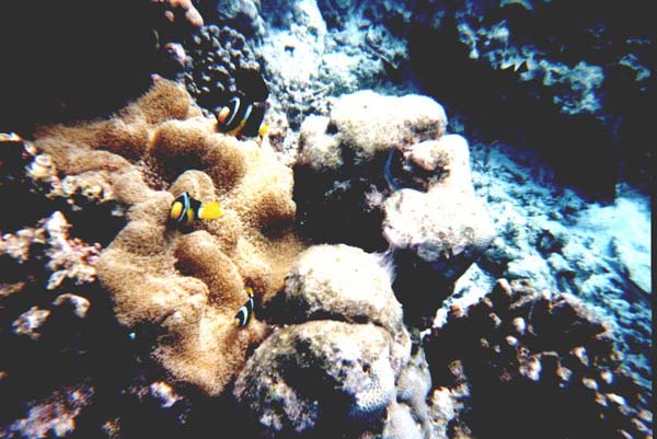 Maluw038.jpg
