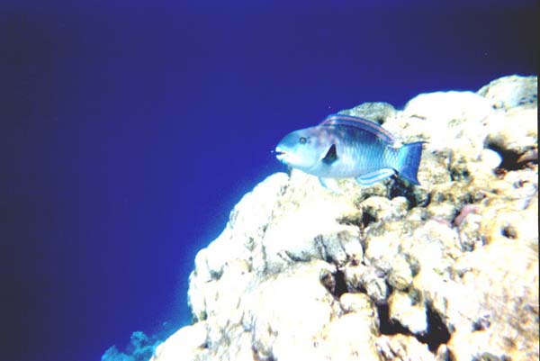 Maluw043.jpg