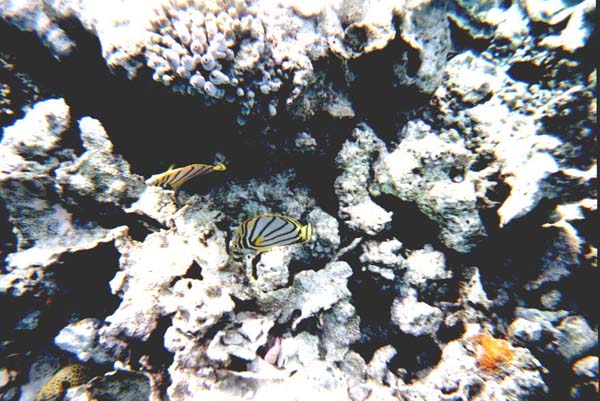 Maluw045.jpg