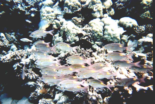 Maluw047.jpg