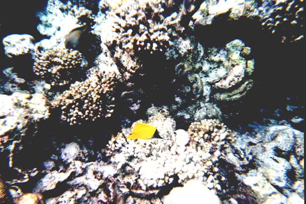 Maluw048.jpg