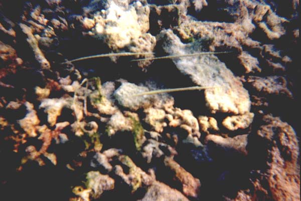 Maluw052.jpg